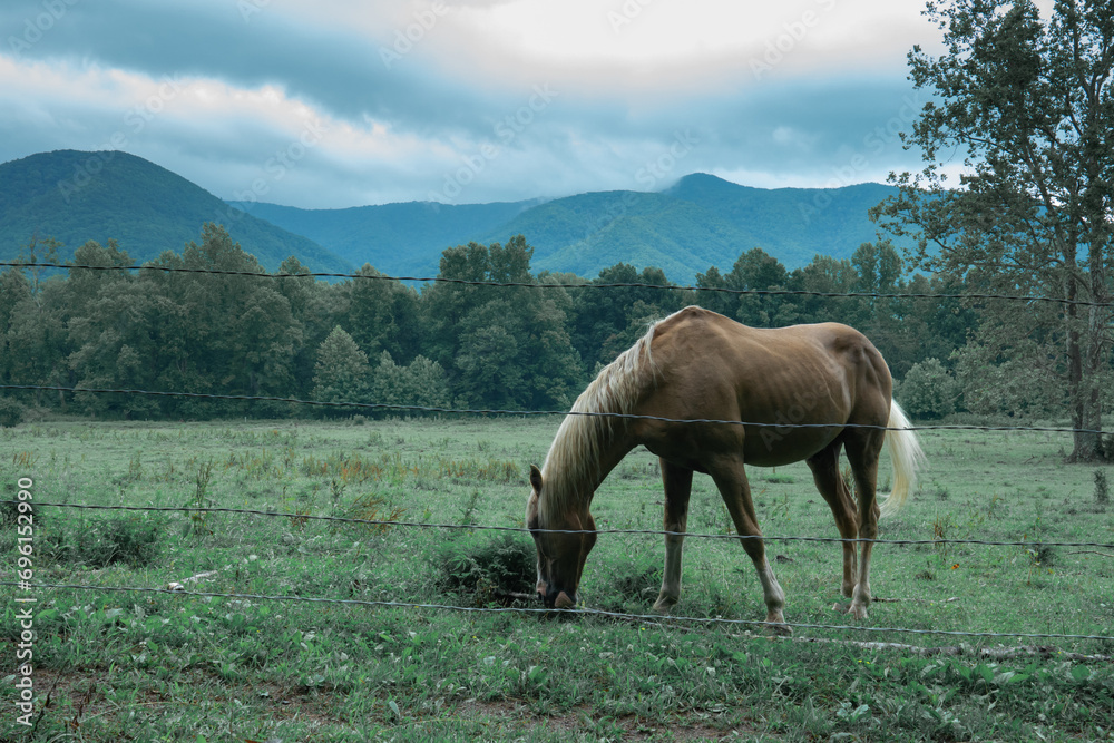 Solo single domesticated horse bent forward and grazing on native grasses in the middle of a private meadow where the land owner allows his animals to roam free in Appalachia America
