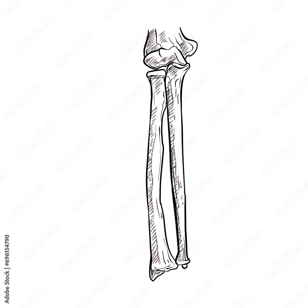 human hand bones handdrawn illustration