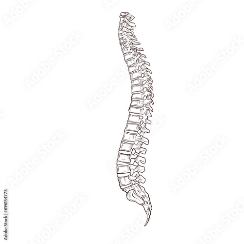 human backbone handdrawn illustration