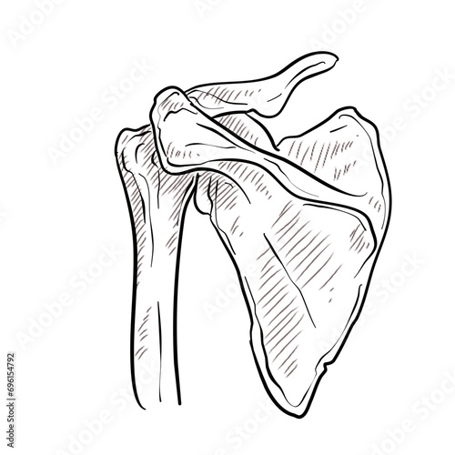 human shoulder bone handdrawn illustration