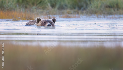 A brown bear (grizzly bear) swimming across a stream 