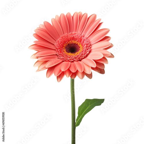 Gerbera Daisy flower isolated on transparent background