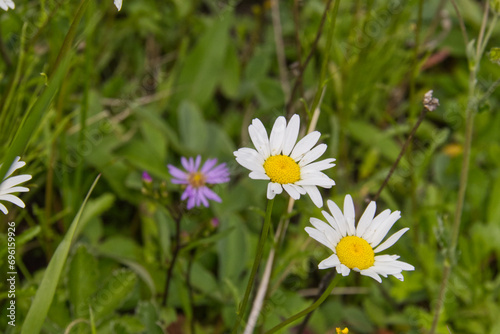 Wild Daisy Flowers in the Grass © RiMa Photography