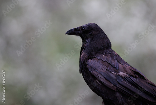 Profile of a common raven