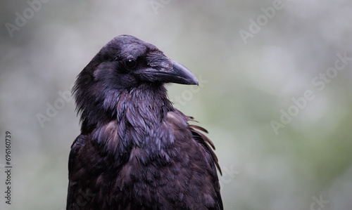 Portrait of a common raven 