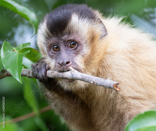 A capuchin monkey chewing on a stick 