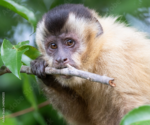 A capuchin monkey chewing on a stick  photo