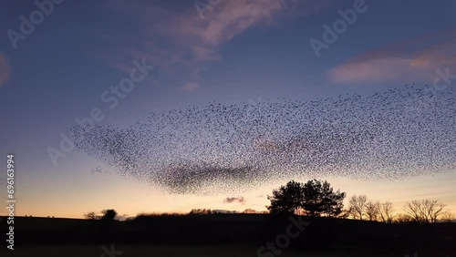 Starling murmuration performs aerial acrobatics in the winter evening sky photo