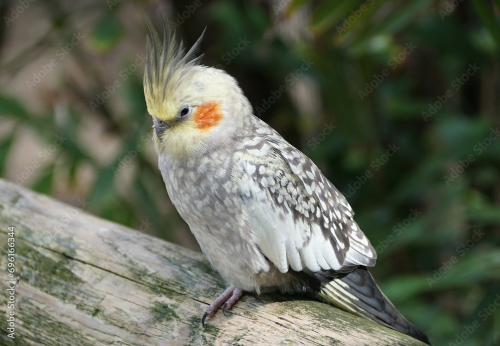 Closeup of a yellow and grey Cockatiel perching on the branch Closeup of a yellow and grey Cockatiel perching on the branch