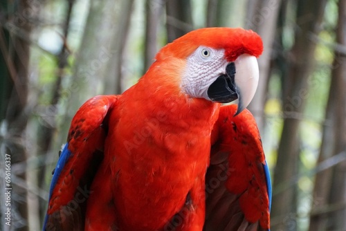 Close up of a beautiful bright red Scarlet macaw parrot photo