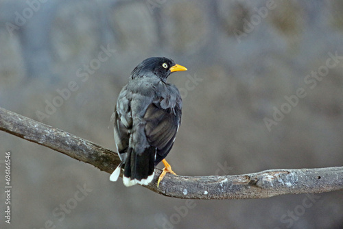 An acridotheres javanicus perching on a branch, also known as Javan myna or white-vented myna photo