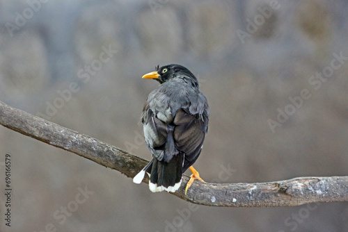 An acridotheres javanicus perching on a branch, also known as Javan myna or white-vented myna photo