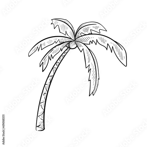 tropical palm handdrawn illustration