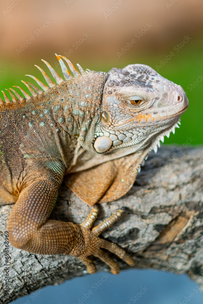 Fototapeta premium lizard, animal, green lizard with blur background