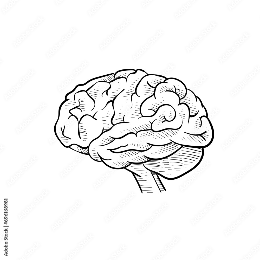 human brain handdrawn illustration human brain handdrawn illustration
