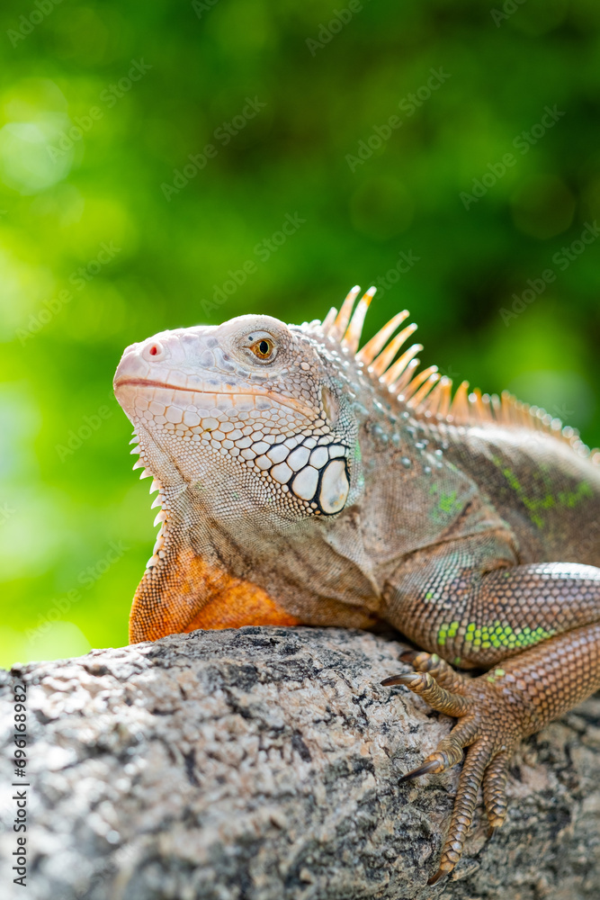 Obraz premium lizard, animal, green lizard with blur background