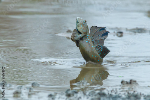 A mudskipper from the family Oxudercidae jumping on a muddy backish water body, natural bokeh background photo
