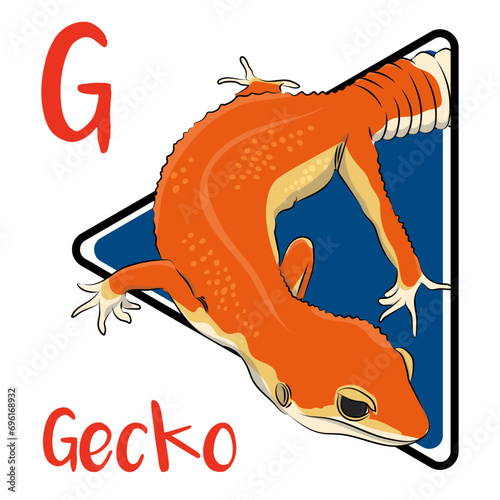 geckos are small, mostly carnivorous lizards that are unique among lizards for their vocalizations. geckos are also able to shed their tails if a predator grabs them. most geckos are nocturnal.