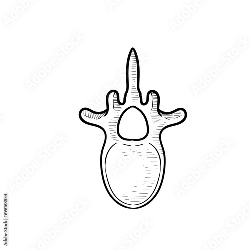 human bones handdrawn illustration