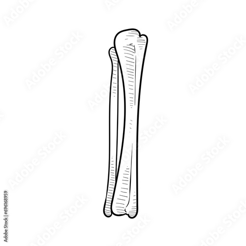 human bones handdrawn illustration