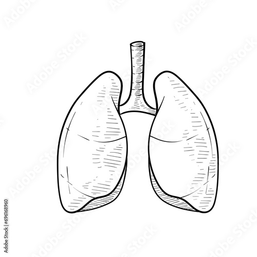 lung organs handdrawn illustration