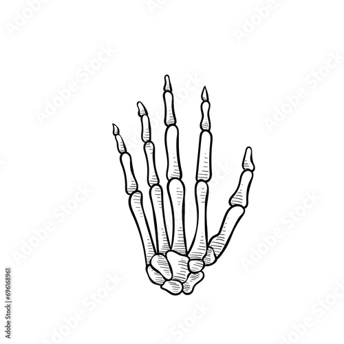 human bones handdrawn illustration