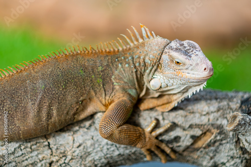 lizard, animal, green lizard with blur background © waranyu