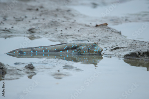 A mudskipper from the family Oxudercidae on a muddy backish water body, natural bokeh background photo