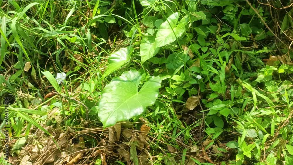 Nephthytis beautiful leaves often grown as house plants Nephthytis beautiful leaves often grown as house plants