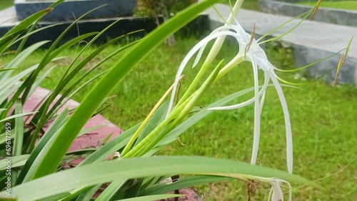 Hymenocallis Littoralis Or The Beach Spider Lily Flowers photo