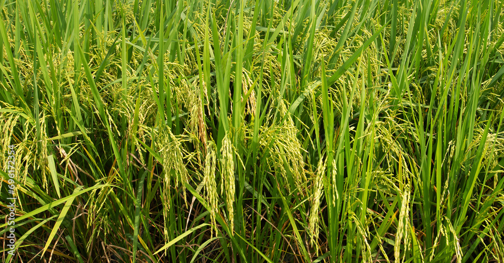 Fototapeta premium Close-up photo of rice plant growing ears.