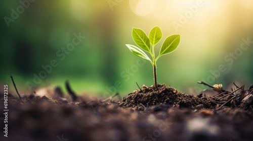 a young plant sprouting on soil  new life born concept  eco green