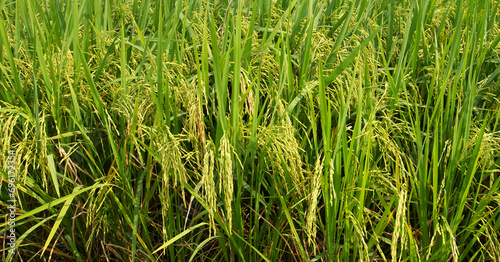 Close-up photo of rice plant growing ears.