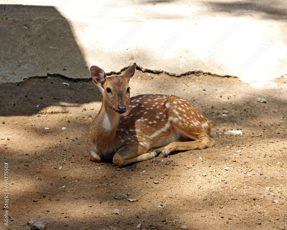 A Rusa alfredi in the sanctuary, commonly known as Visayan spotted deer or Prince Alfred's deer. A Rusa alfredi in the sanctuary, commonly known as Visayan spotted deer or Prince Alfred's deer.