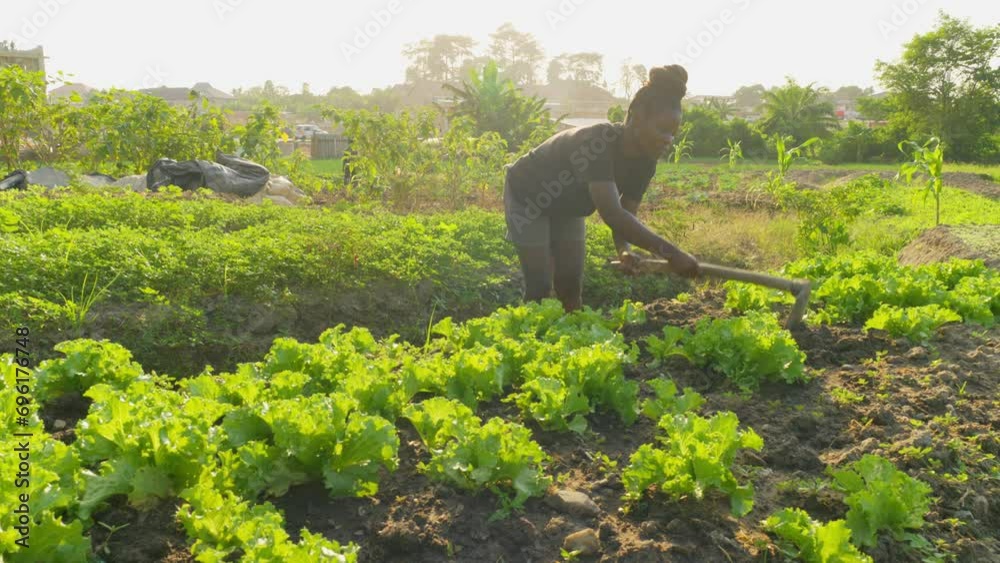 black female African farmer shaping the soil using a hoe in a farm plantation in africa while growing food during big financial crisis