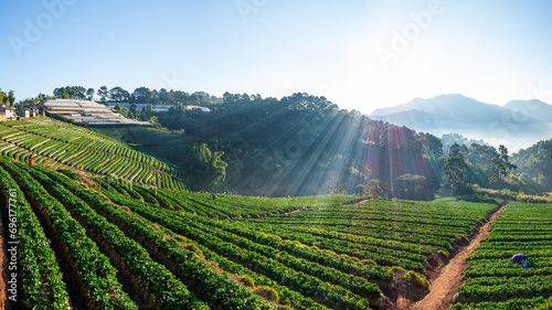 Travel winter landscape ecotourism, scenery nature sunshine in morning with flare mist, farmers picking strawberry in plantation organic farm valley. Ban Nor Lae, Doi Ang Khang, Chiang Mai, Thailand. photo