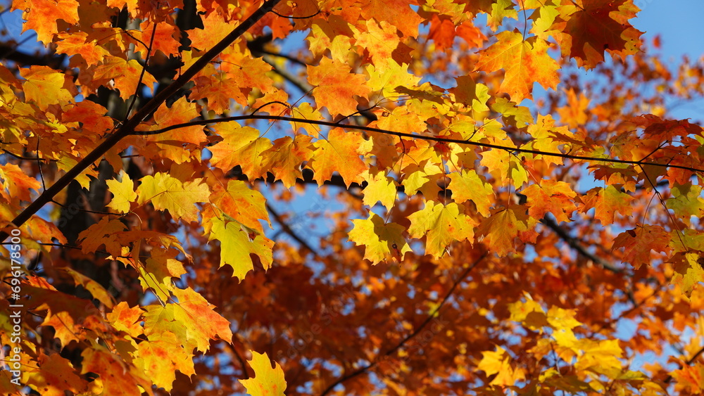 The colorful and beautiful leaves on the trees in autumn The colorful and beautiful leaves on the trees in autumn