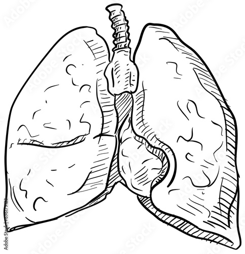 lung organs handdrawn illustration