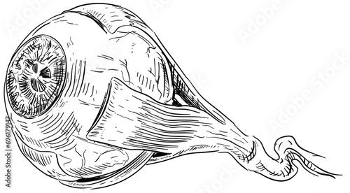 eyeball handdrawn illustration