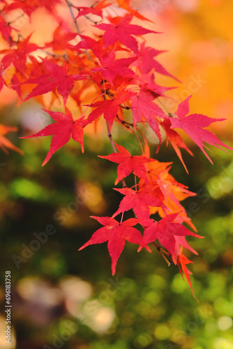 Autumn Leaves - Kyoto