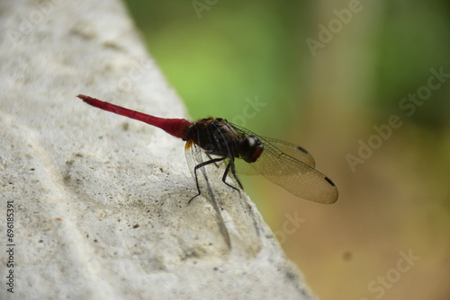 The Sri lankan Dragonfly photo