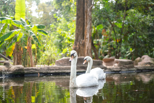 Couple of fatty white swans are swimming in water pond with background of forest environment. Animal in wildlife portrait photo.