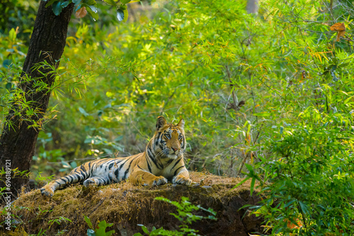 Bengal Tiger