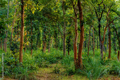 Jungle of Kanha Tiger Reserve, Madhya Pradesh
