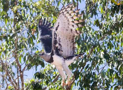 Harpy eagle flying to hunt its prey over the Amazon rainforest