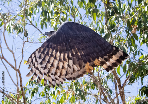 Great harpy eagle flying to attack its prey in the Amazon rainforest