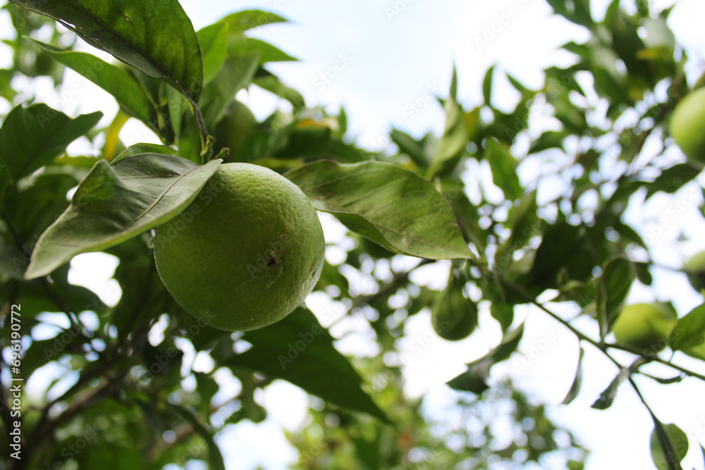 green lemon on a branch of a lemon tree