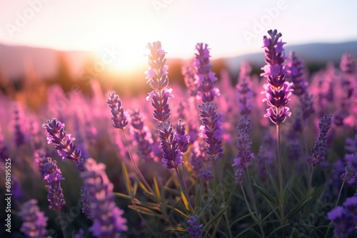 Lavender field at sunset. Generative AI. © serg3d