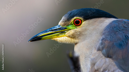 A colorful close up of a Night Heron