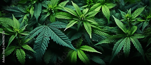 Cannabis background images...